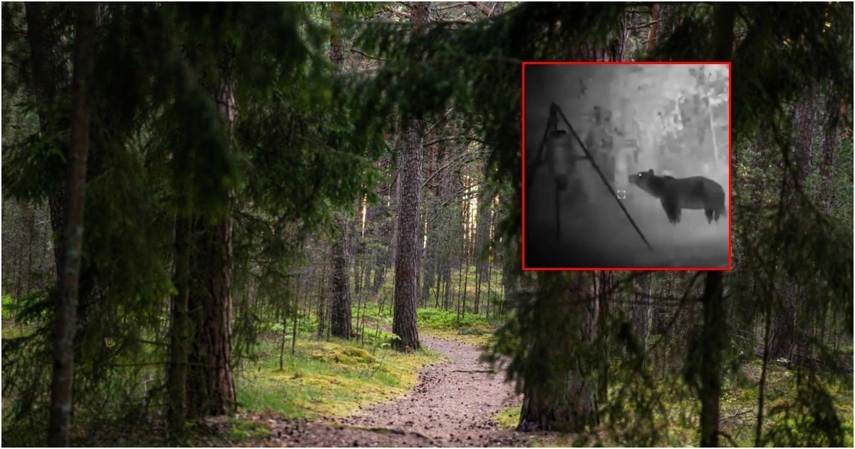 Meška Panevėžio rajono miške: specialistai paaiškino, kaip elgtis netikėtai ją sutikus