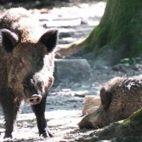 Šernas trenkėsi į moterį Varšuvoje: smūgis išsviedė ją į orą ir paliko ligoninėje