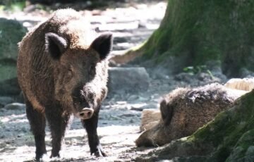 Šernas trenkėsi į moterį Varšuvoje: smūgis išsviedė ją į orą ir paliko ligoninėje