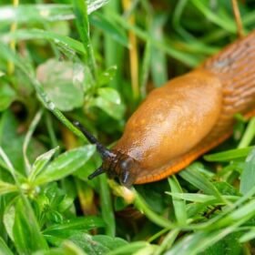 Šliužai niokoja daržą: šie būdai padės apsaugoti augalus visą sezoną