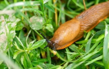Šliužai niokoja daržą: šie būdai padės apsaugoti augalus visą sezoną
