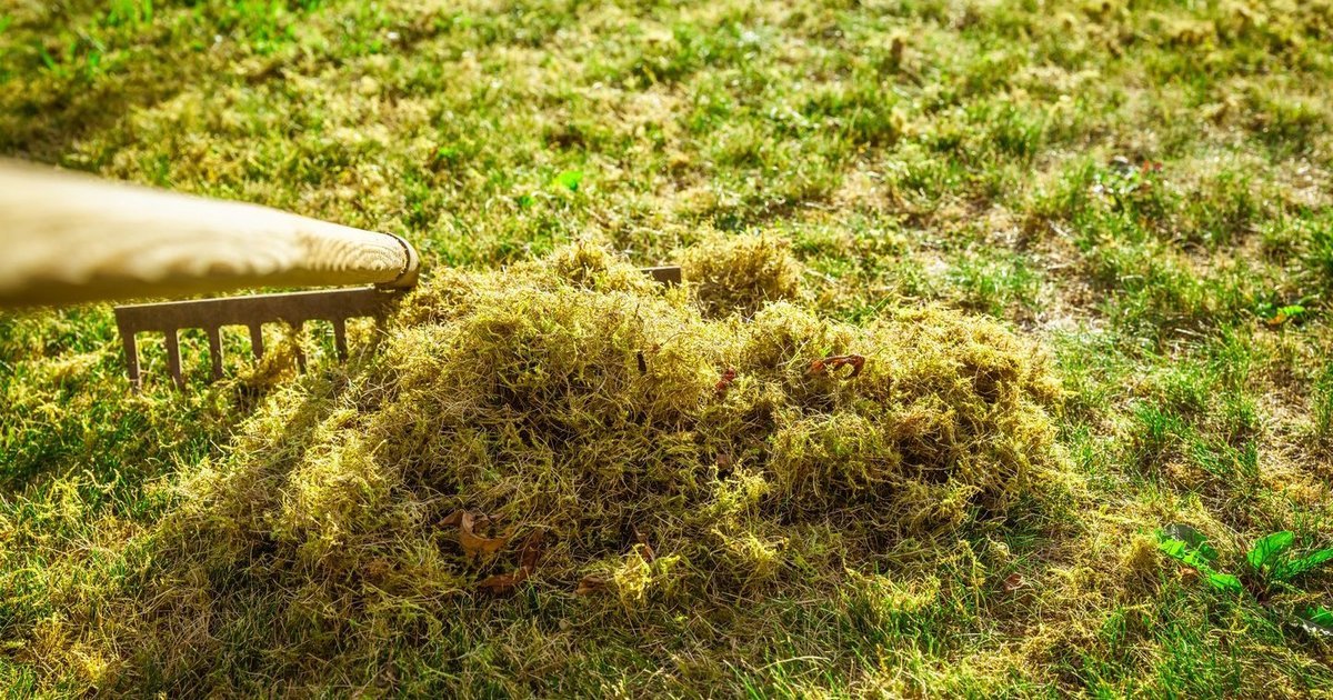 Samanos veja užkariauja ne be priežasties: priemonė, kuri gali jas sunaikinti ir sustiprinti žolę