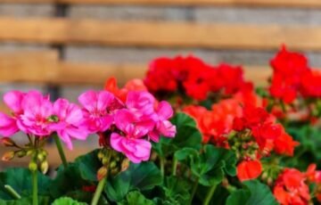 Pelargonijos gali peržiemoti be nuostolių: klaidos, kurios gali pražudyti augalą