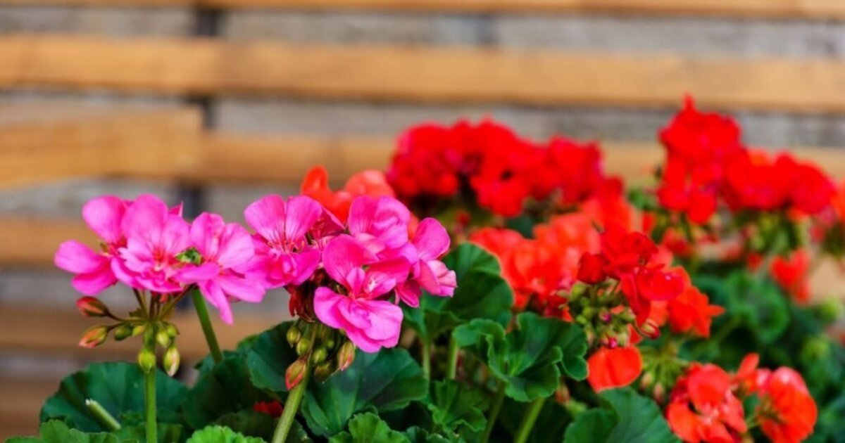 Pelargonijos gali peržiemoti be nuostolių: klaidos, kurios gali pražudyti augalą