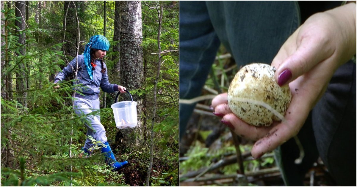 Miškuose slepiasi keistas grybas: jis išauga greičiau nei per valandą ir vilioja muses