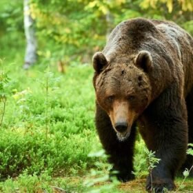 Butvilas stoja į kovą Porte: pirmame rate laukia jau pažįstamas belgas