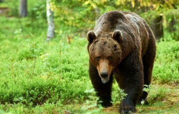 Meškų populiacija Rusijoje šoktelėjo dvigubai: valdžia rengia skubius sprendimus