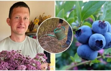 Šilauogėms rudenį prasideda lemiamas metas: viena klaida gali pakenkti kitų metų derliui