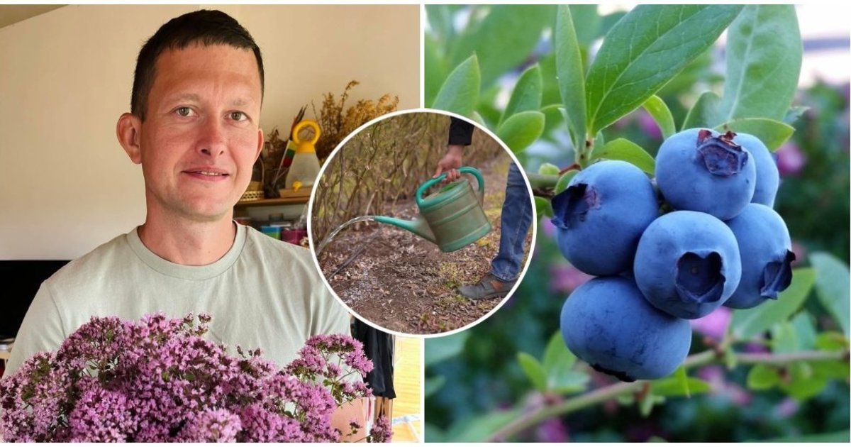 Šilauogėms rudenį prasideda lemiamas metas: viena klaida gali pakenkti kitų metų derliui