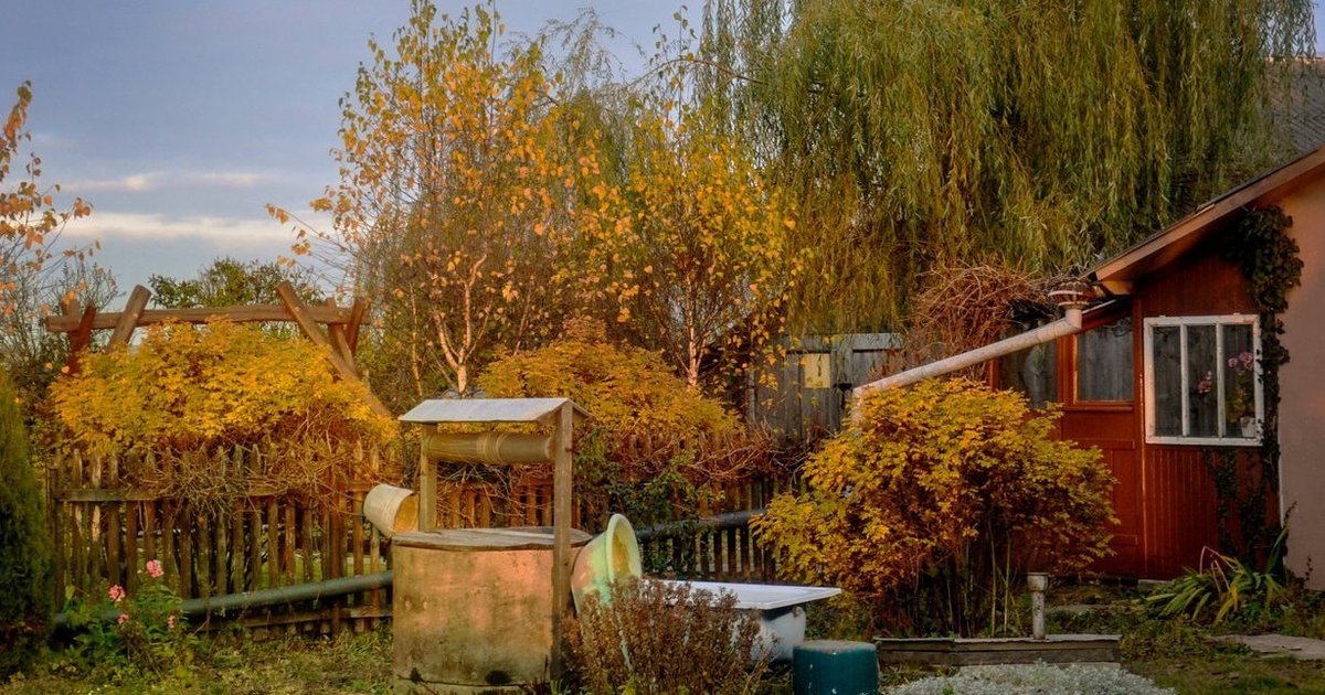 Grįžusi Kristina apstulbo: 85 metų kaimynė be leidimo nukirpo pusę hortenzijų krūmo