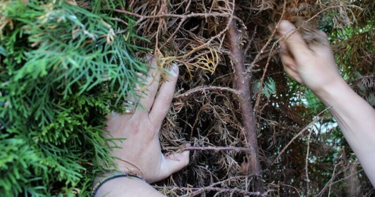 Tujos po žiemos gali paruduoti: rugsėjį būtina pasirūpinti šiais dalykais