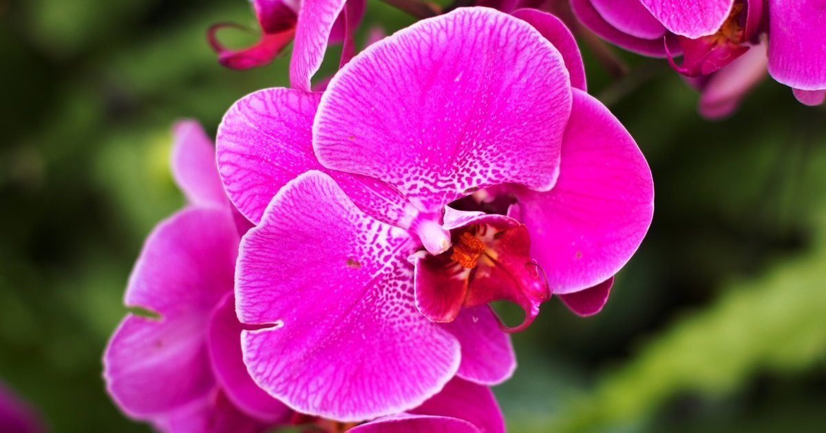 Orchidėjos gali nežydėti dėl vienos klaidos: šaknys aiškiai parodo, kada laistyti