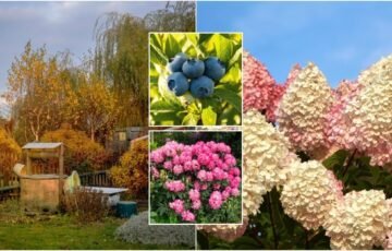Rudenį nepamirškite šio žingsnio: šilauogės ir rododendrai pavasarį gali atsidėkoti įspūdingai
