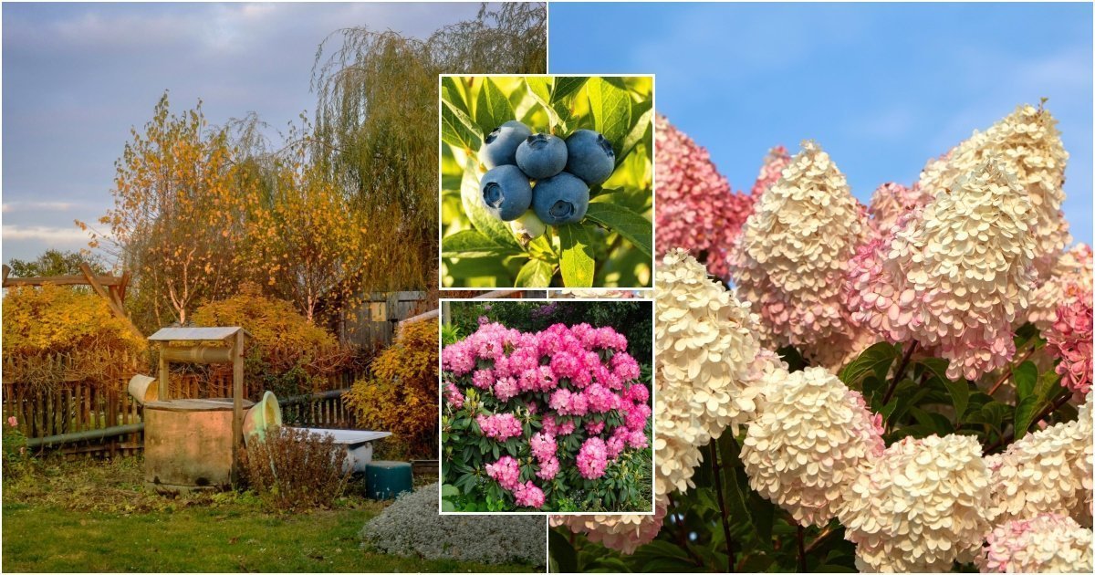 Rudenį nepamirškite šio žingsnio: šilauogės ir rododendrai pavasarį gali atsidėkoti įspūdingai