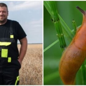 Šliužai niokojo rapsus, kol ūkininkas rado išeitį: bakterija privertė kenkėjus atsitraukti