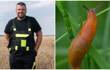 Šliužai niokojo rapsus, kol ūkininkas rado išeitį: bakterija privertė kenkėjus atsitraukti