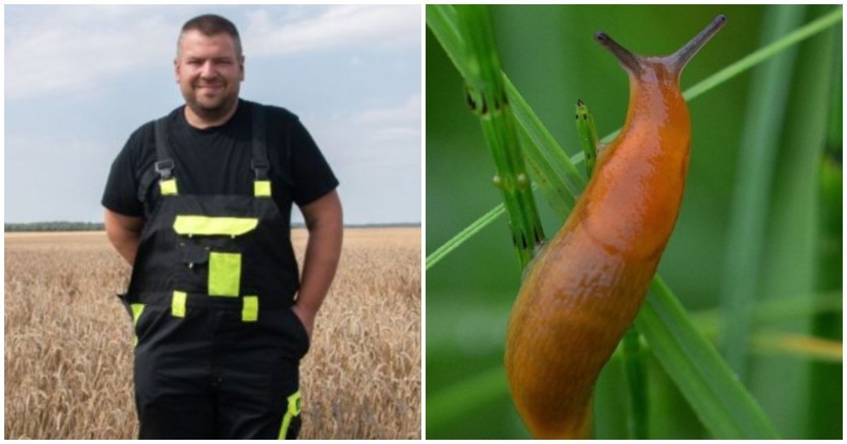 Šliužai niokojo rapsus, kol ūkininkas rado išeitį: bakterija privertė kenkėjus atsitraukti