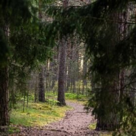 Pasiklysti miške gali kiekvienas: ką būtina padaryti dar prieš išeinant iš namų