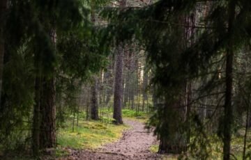 Pasiklysti miške gali kiekvienas: ką būtina padaryti dar prieš išeinant iš namų
