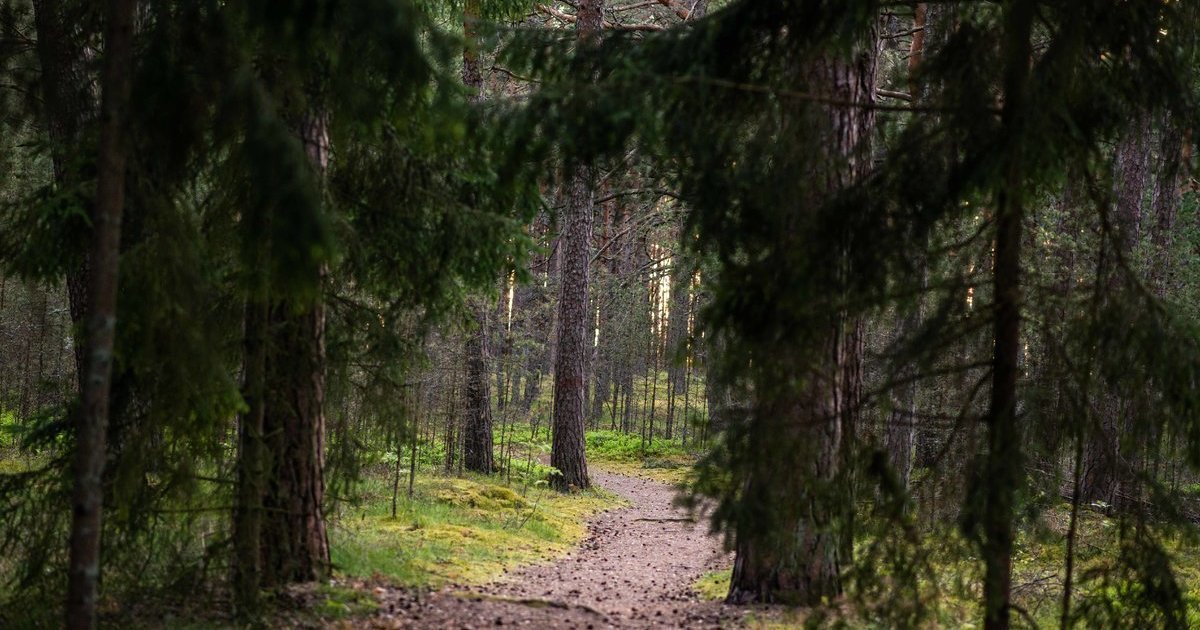 Pasiklysti miške gali kiekvienas: ką būtina padaryti dar prieš išeinant iš namų