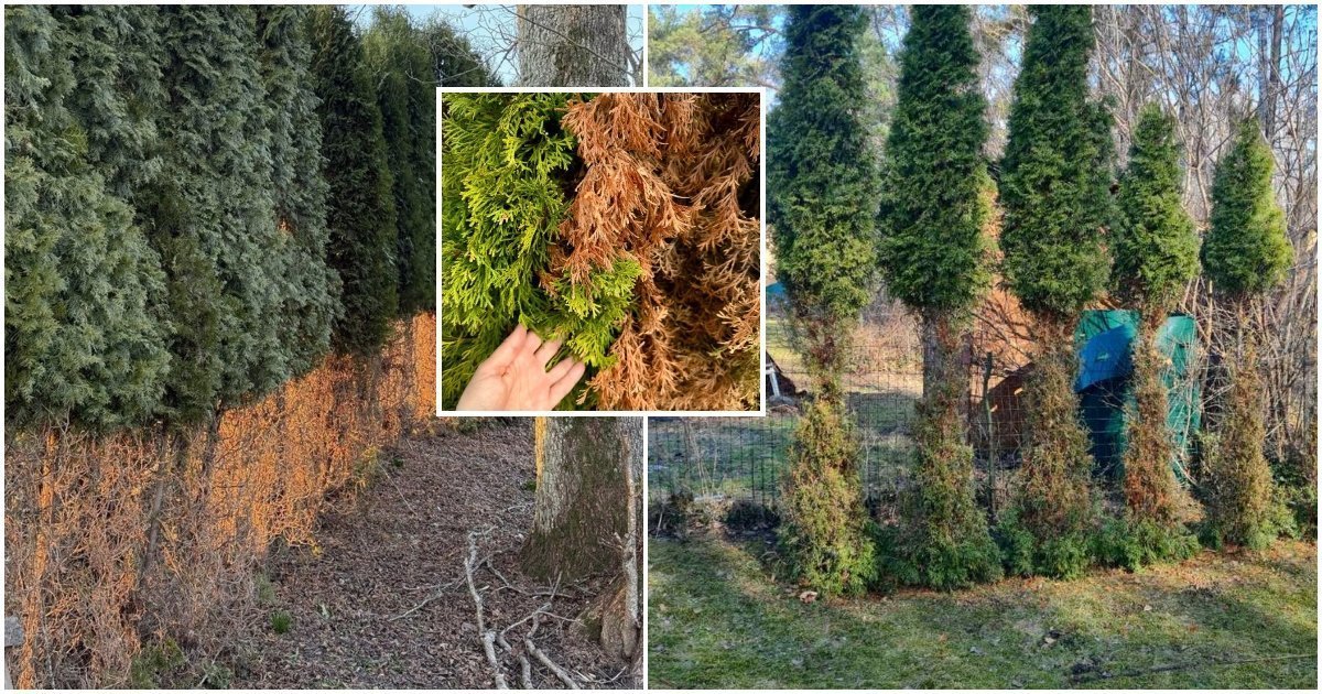 Tujos žiemą gali paruduoti ir tapti stirnų grobiu: du darbai padės jas apsaugoti