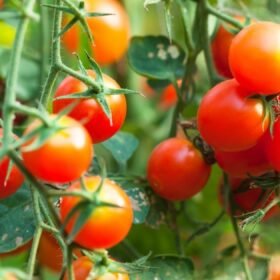 Rugsėjį pomidorams gali prireikti vieno mišinio: jis padeda sulaukti vėlyvo derliaus