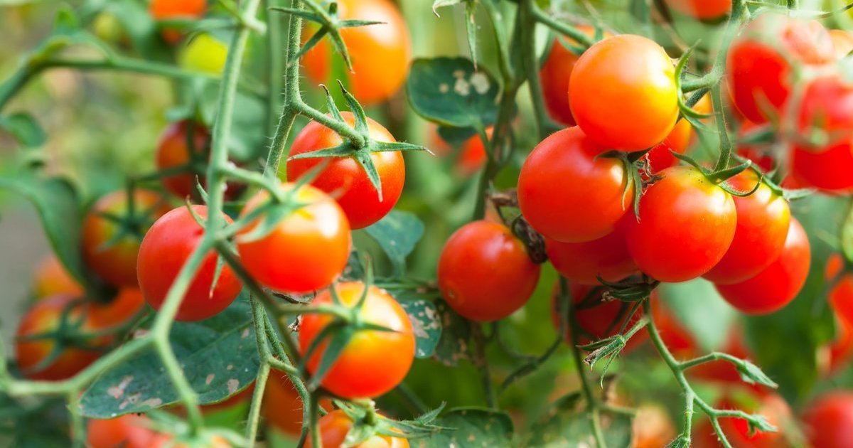Rugsėjį pomidorams gali prireikti vieno mišinio: jis padeda sulaukti vėlyvo derliaus