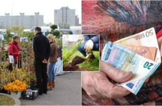 Vešlūs krūmai, bet uogų nėra: kodėl gervuogių sodinukai gali nuvilti metų metais
