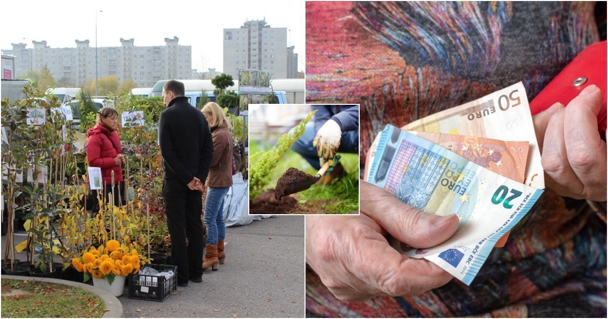 Vešlūs krūmai, bet uogų nėra: kodėl gervuogių sodinukai gali nuvilti metų metais