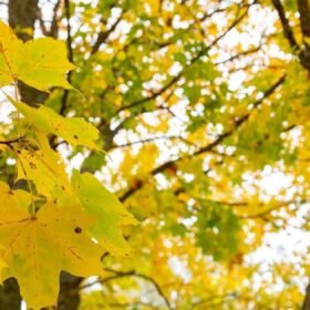 Rudens lapų spalvų paslaptis: tikroji priežastis nėra šaltis