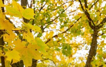 Rudens lapų spalvų paslaptis: tikroji priežastis nėra šaltis