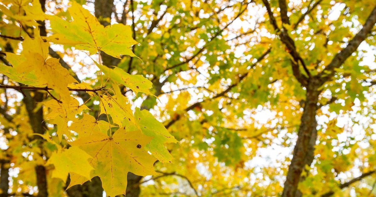 Rudens lapų spalvų paslaptis: tikroji priežastis nėra šaltis