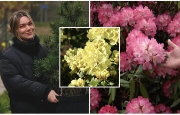 Rododendrai gali skęsti žieduose: sodininkė Urtė atskleidė klaidas, kurios juos pražudo