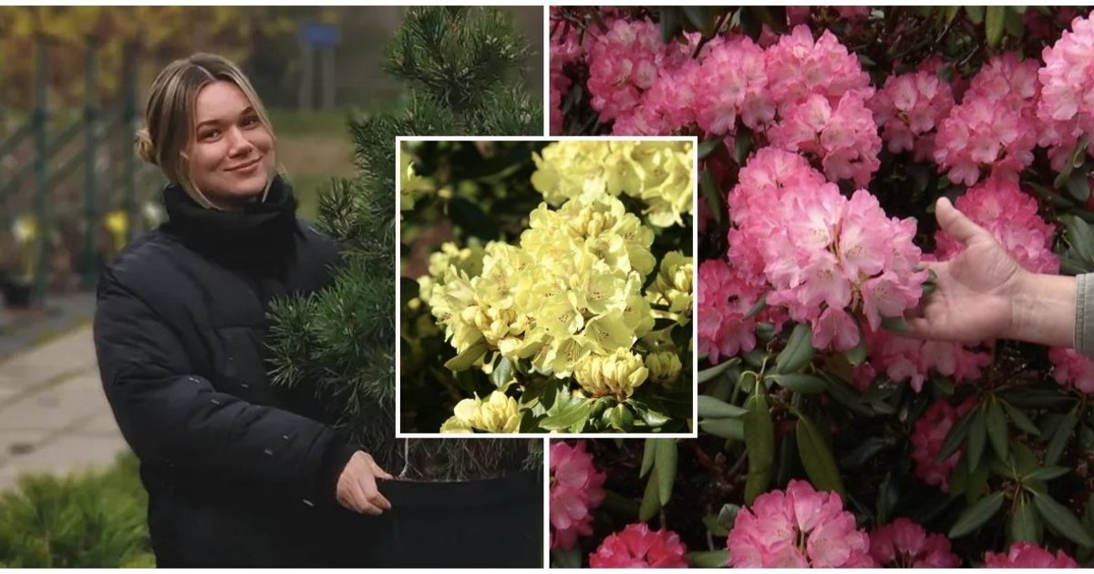 Rododendrai gali skęsti žieduose: sodininkė Urtė atskleidė klaidas, kurios juos pražudo