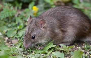 Graužikai veržiasi į namus: kvapai, kurių žiurkės ir pelės tiesiog negali pakęsti