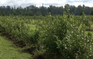 Vienas krūmas gali pakeisti sodo vaizdą: kodėl šilauogės vadinamos tikra uogų aukso gysla