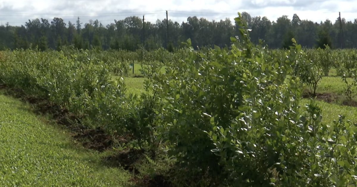 Vienas krūmas gali pakeisti sodo vaizdą: kodėl šilauogės vadinamos tikra uogų aukso gysla