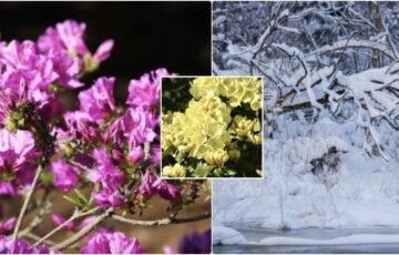 Rododendrai žiemą gali neatlaikyti: viena dažna klaida augalams tampa spąstais