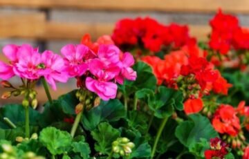 Neišmeskite pelargonijų rudenį: trys būdai išsaugoti jas iki kito žydėjimo