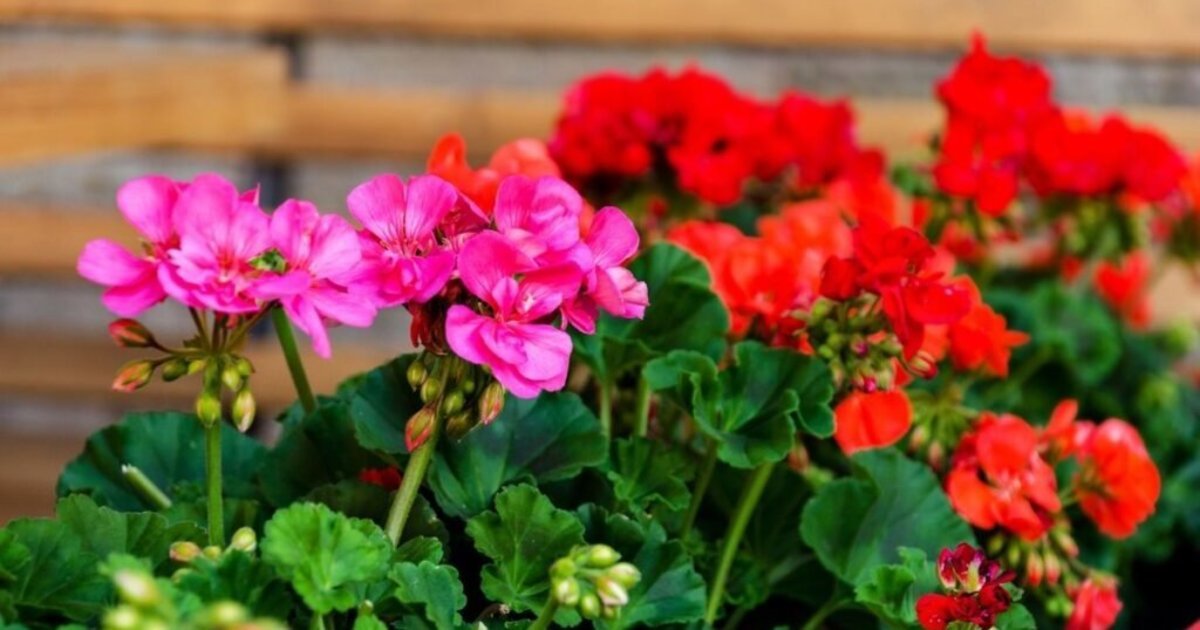 Neišmeskite pelargonijų rudenį: trys būdai išsaugoti jas iki kito žydėjimo