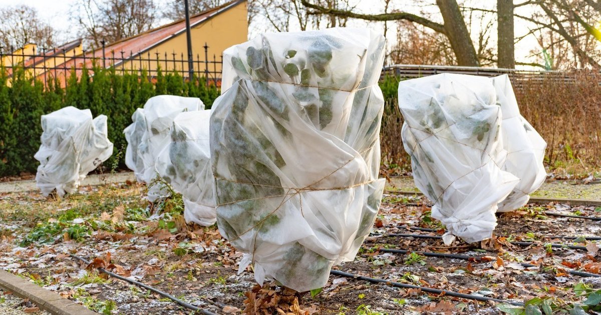 Sniegas ne visada reiškia pavojų: kuriuos augalus būtina dengti, o kurių geriau neliesti