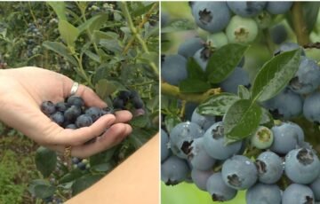 Šilauogėms neužtenka vien duobės: šis sluoksniavimas gali lemti saldesnį ir gausesnį derlių
