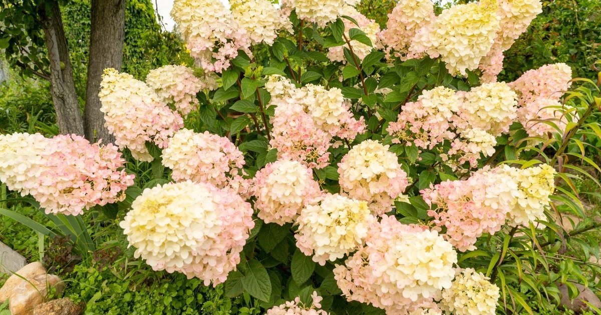 Rudens klaida gali kainuoti žiedus: ką dabar būtina padaryti hortenzijoms ir rododendrams