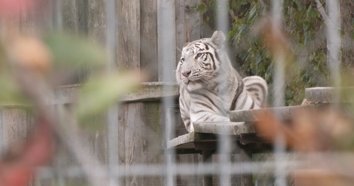 Baltoji tigrė Klaipėdos zoologijos sode nušauta: pareigūnai aiškinasi, ar buvo galima išvengti tokios baigties