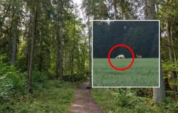 Neries regioniniame parke – neįtikėtinas reginys: kamera užfiksavo itin retą baltą stirną
