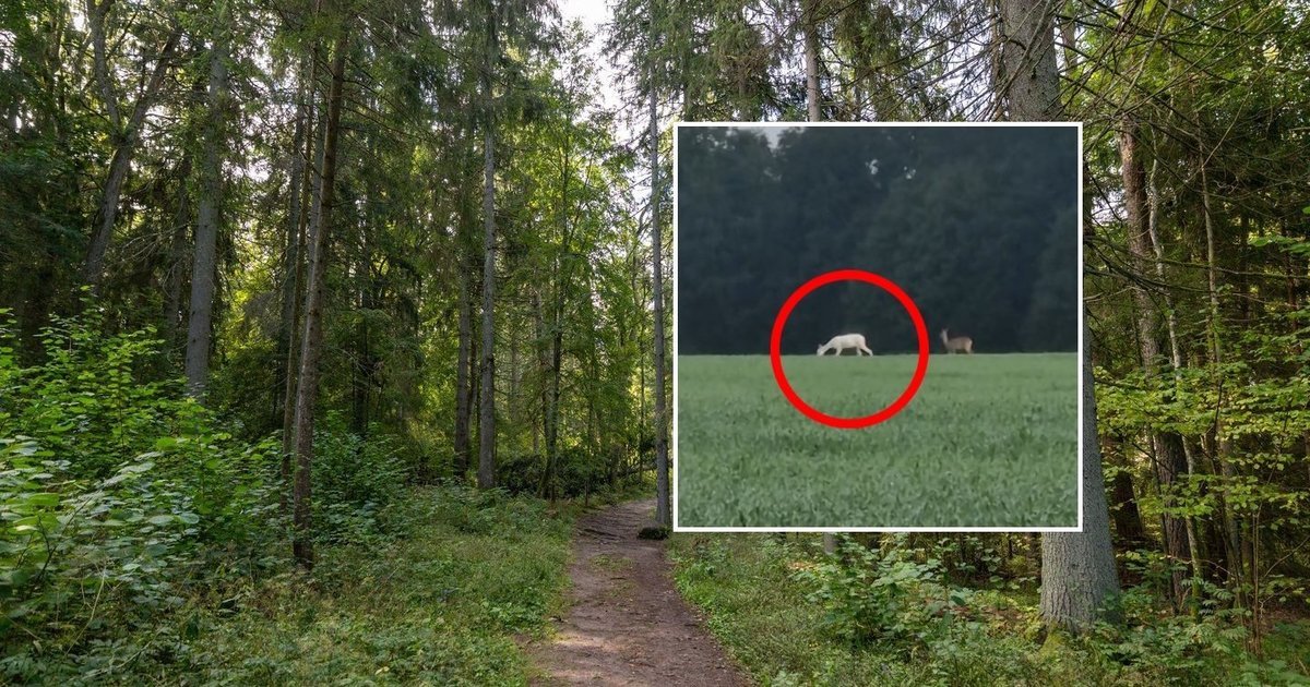 Neries regioniniame parke – neįtikėtinas reginys: kamera užfiksavo itin retą baltą stirną