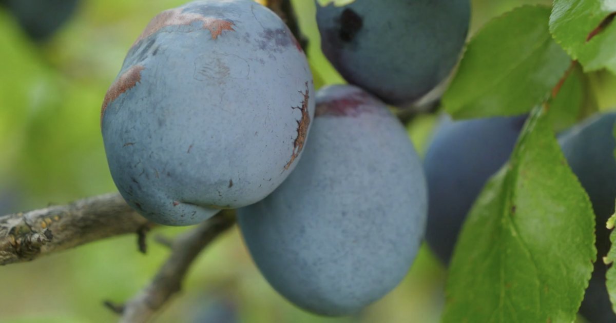 Slyva veši, bet vaisių nėra: tikroji priežastis gali slypėti ne ten, kur manote