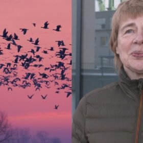 JAV karių grįžimas į Lietuvą: Olekas atskleidė, ką žino apie Vašingtono įsipareigojimą