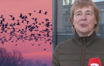 Stikliniai pastatai tampa paukščių kapinėmis: per valandą surinkta 100 negyvų sparnuočių