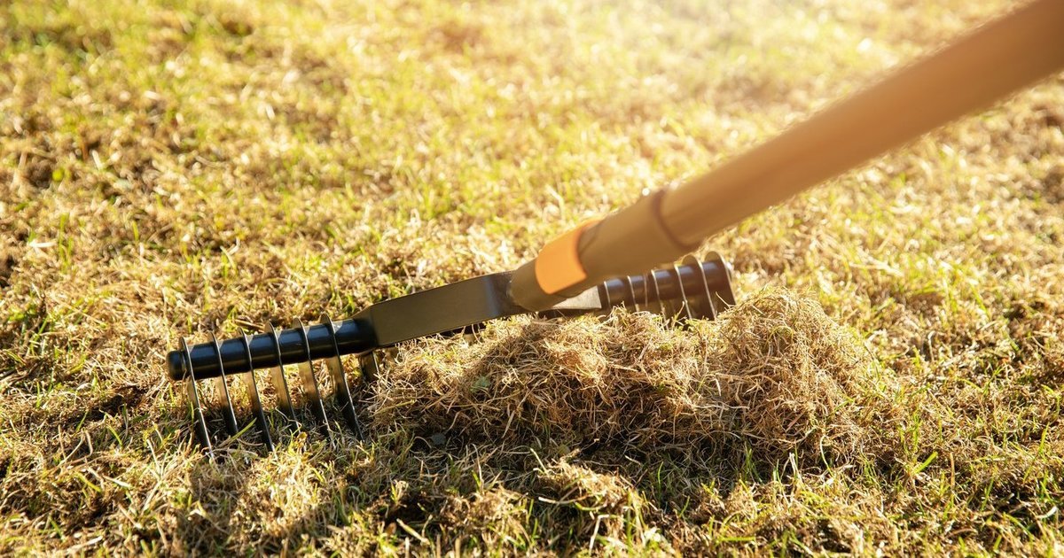Samanas iš vejos norite išgrėbti spalį?: šis skubotas žingsnis gali tik pabloginti padėtį